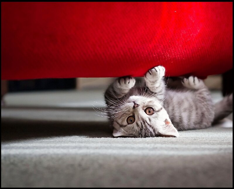 Gray Tabby Kitten — Playful, Photograph, Cat