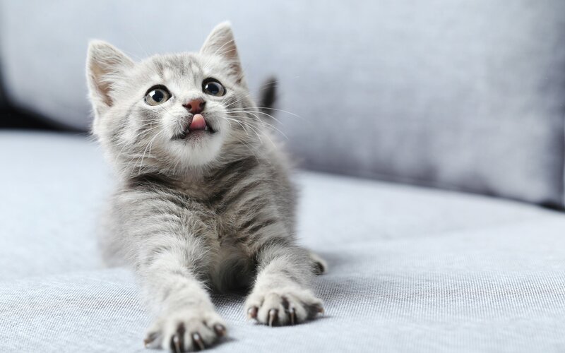 Gray Tabby Kitten — Playful, Photograph, Couch