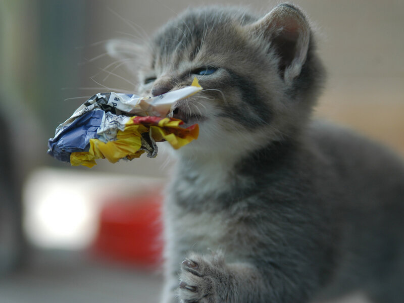 Gray Tabby Kitten — Playful, Photograph, Crumpled Paper