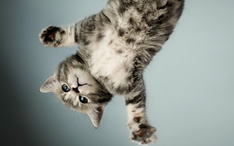 Gray Tabby Kitten — Playful, Photograph, Paws, Blue Eyes