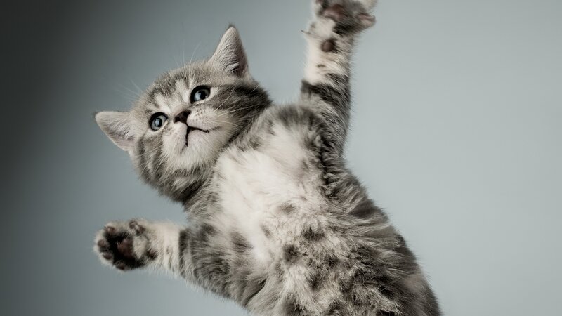 Gray Tabby Kitten — Playful, Photograph, Paws, Eyes, Background
