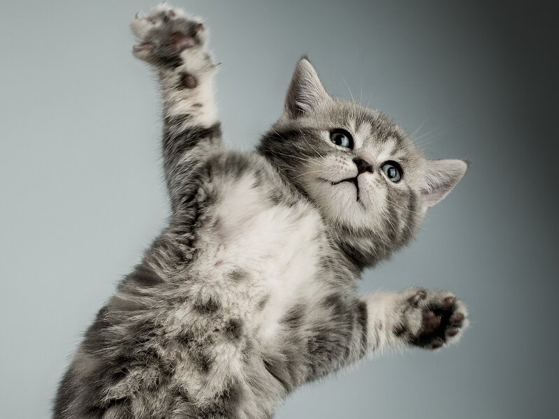 Gray Tabby Kitten — Playful, Photograph, Paws, Eyes