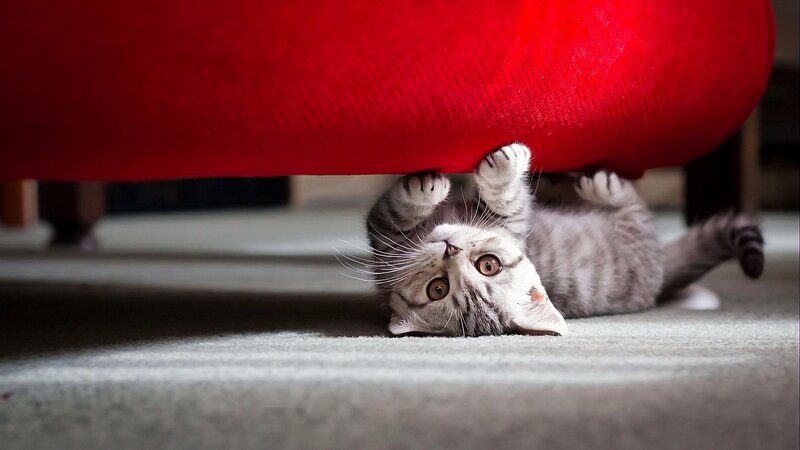 Gray Tabby Kitten — Playful, Photograph, Red Couch, Carpet, Paws