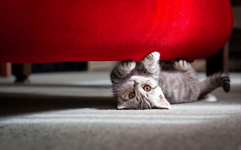 Gray Tabby Kitten — Playful, Photograph, Red Couch, Carpet