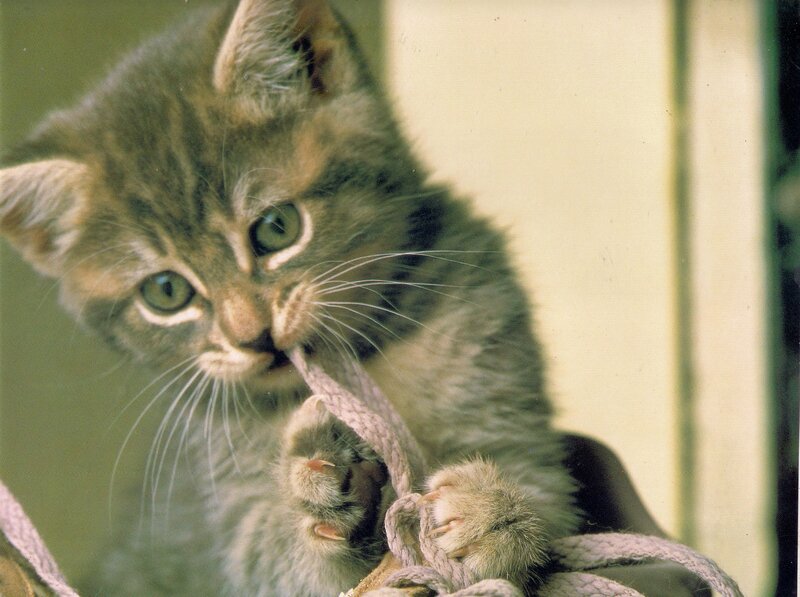 Gray Tabby Kitten — Playful, Photograph, Rope