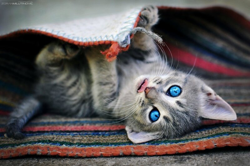 Gray Tabby Kitten — Playful, Photograph, Rug