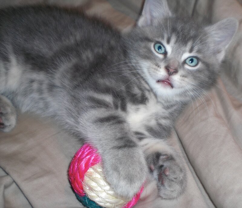 Gray Tabby Kitten — Playful, Photograph