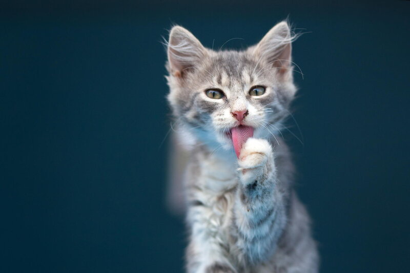 Gray Tabby Kitten — Playful, Photograph, Tongue
