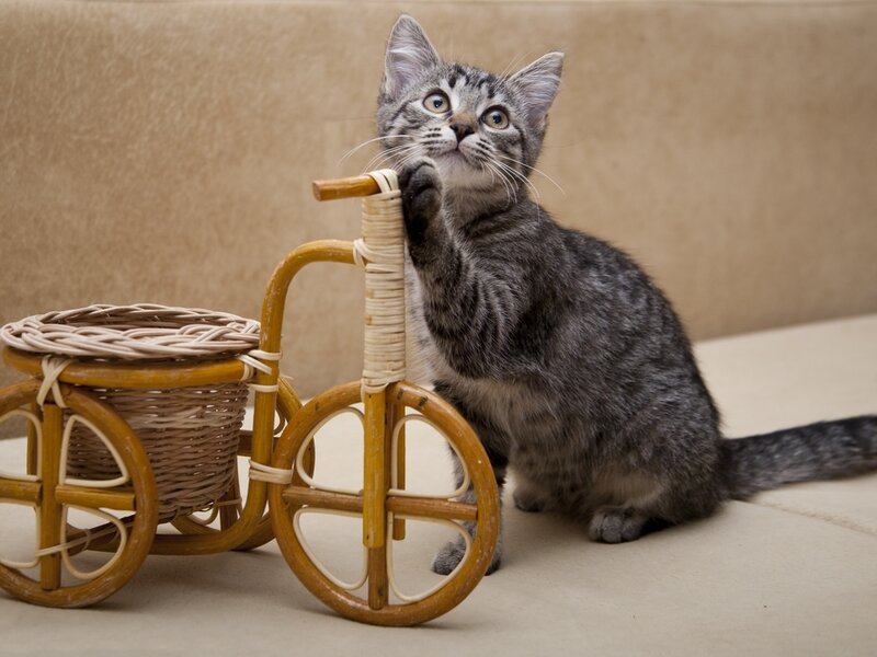 Gray Tabby Kitten — Playful, Photograph, Wicker Tricycle