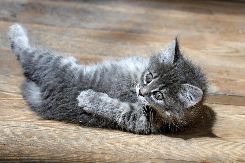 Gray Tabby Kitten — Playful, Photograph, Wood Floor