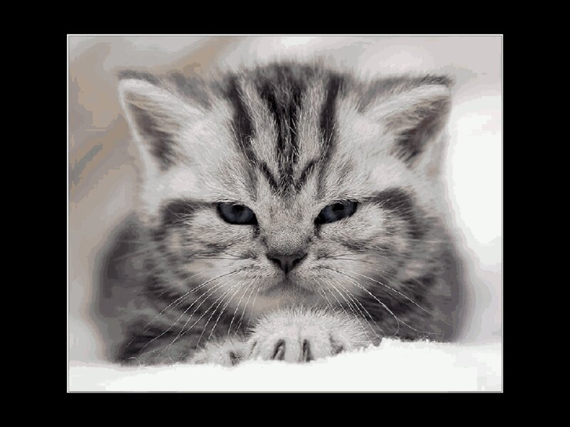 gray tabby kitten portrait