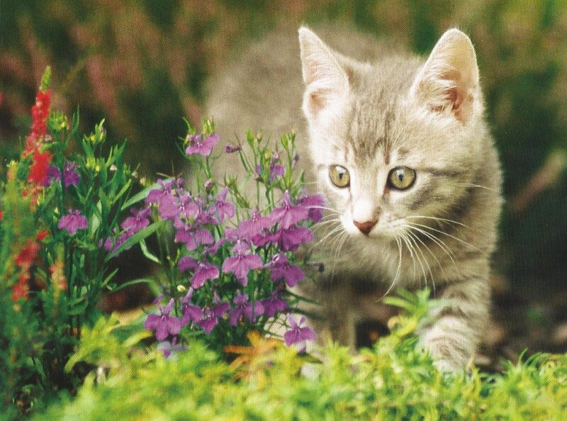 Gray Tabby Kitten — Purple, Calm