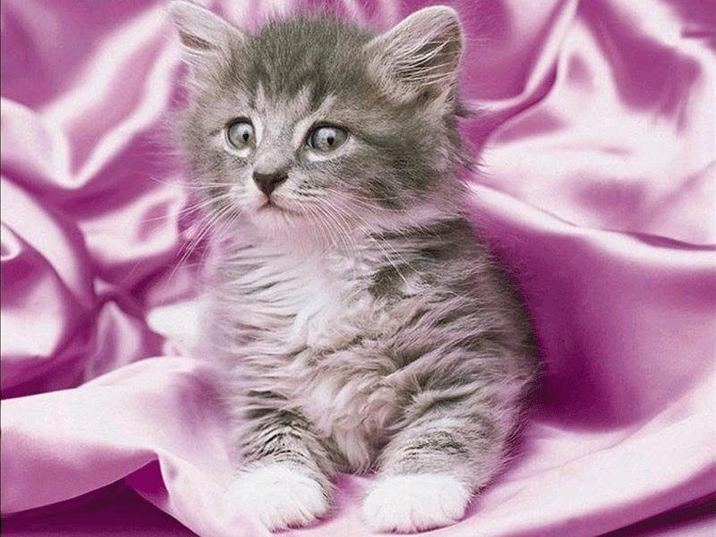 Gray Tabby Kitten — Purple