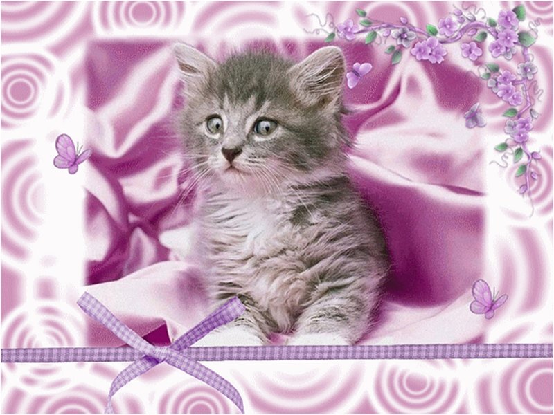 Gray Tabby Kitten — Purple, Whimsical