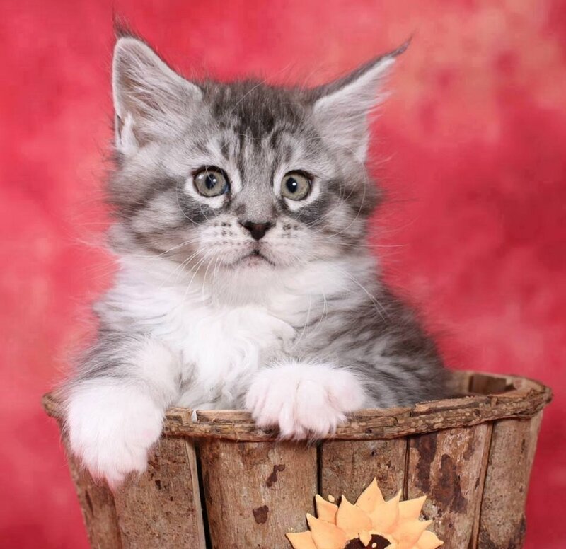 Gray Tabby Kitten — Red, Calm, Photograph, Basket