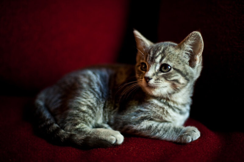 Gray Tabby Kitten — Red, Calm, Photograph, Red Fabric