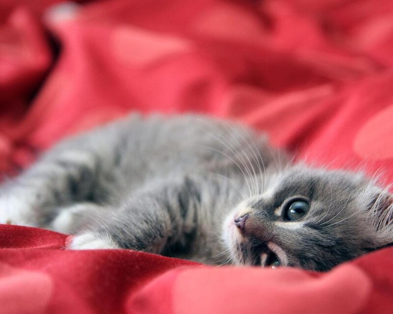 Gray Tabby Kitten — Red, Calm, Photograph