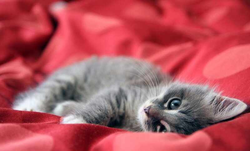 Gray Tabby Kitten — Red, Calm