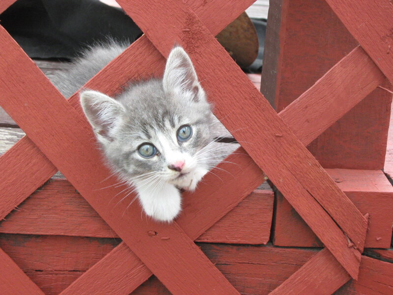 Gray Tabby Kitten — Red, Curious