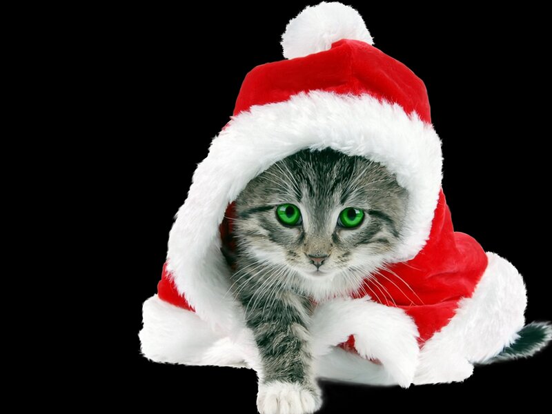 Gray Tabby Kitten — Red, Festive