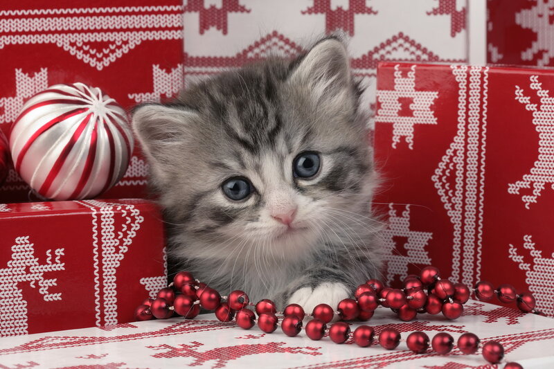 Gray Tabby Kitten — Red, Festive, Winter