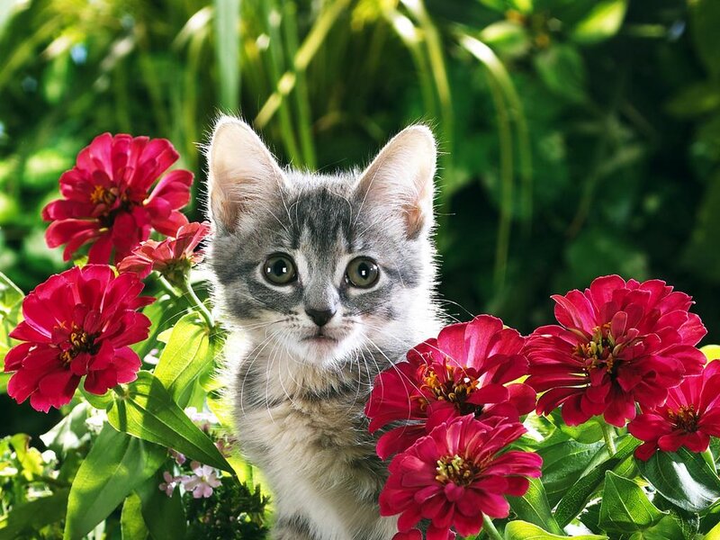 Gray Tabby Kitten — Red, Serene, Afternoon