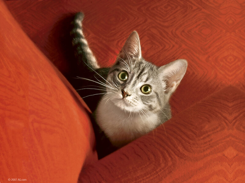 Gray Tabby Kitten — Red