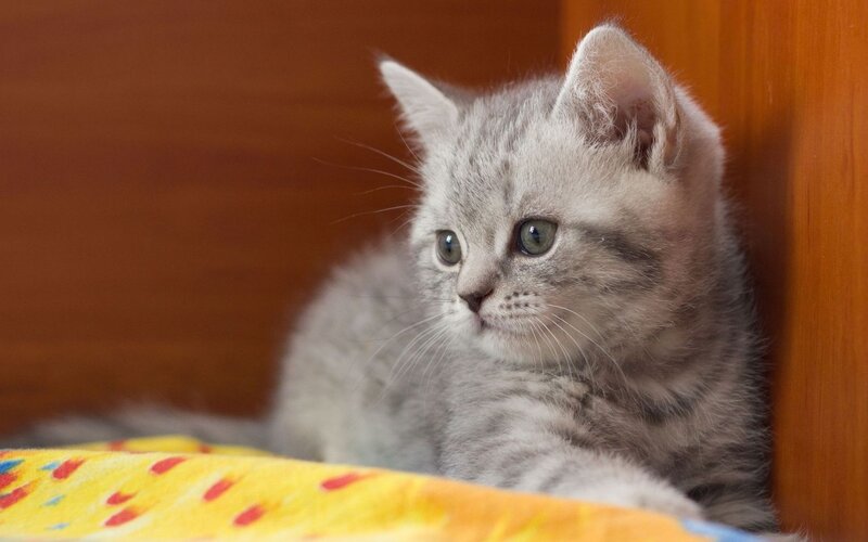 gray tabby kitten resting
