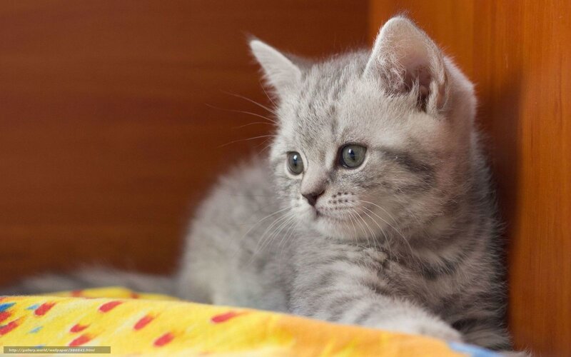 gray tabby kitten resting