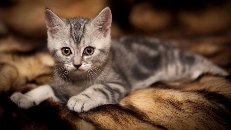 gray tabby kitten resting