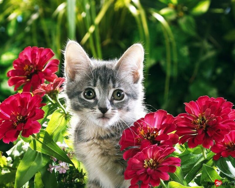 Gray Tabby Kitten — Serene, Afternoon, Photograph