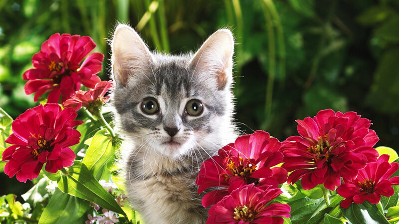 Gray Tabby Kitten — Serene, Afternoon