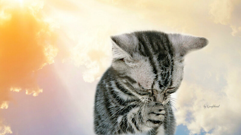 Gray Tabby Kitten — Serene, Sunset