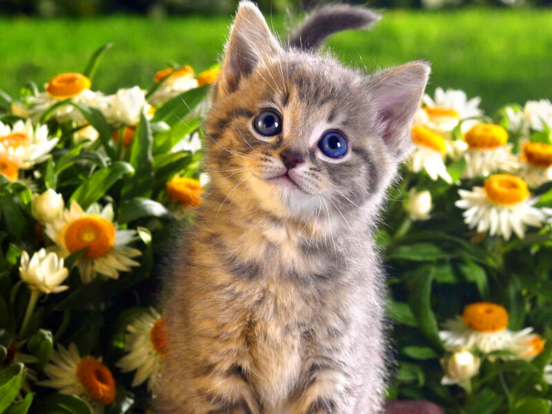 Gray Tabby Kitten — Serene