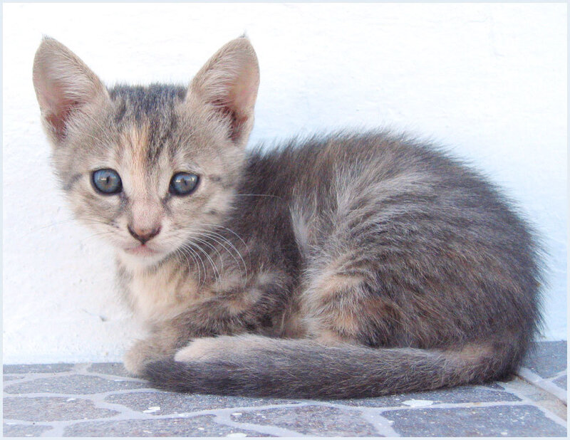 gray tabby kitten sitting