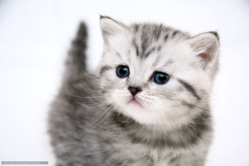 gray tabby kitten