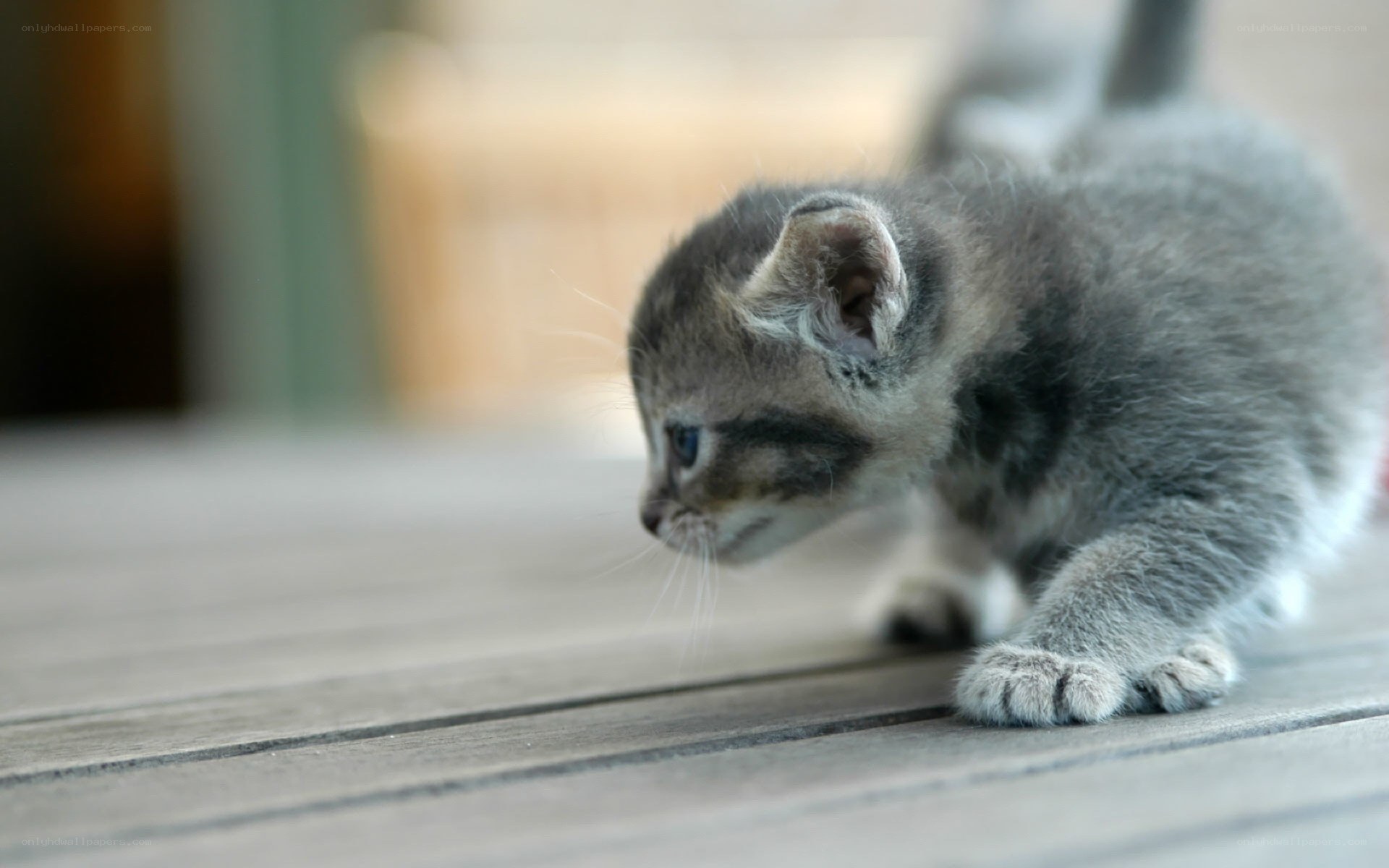 gray tabby kitten walking