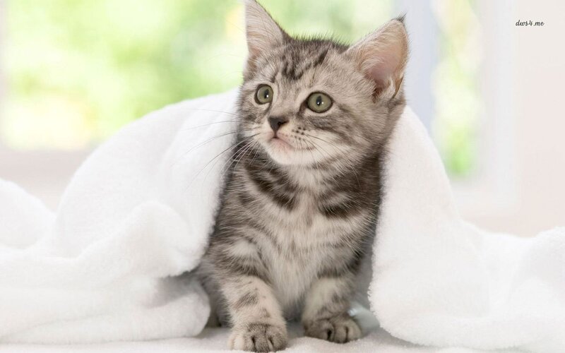 Gray Tabby Kitten — White, Calm, Morning