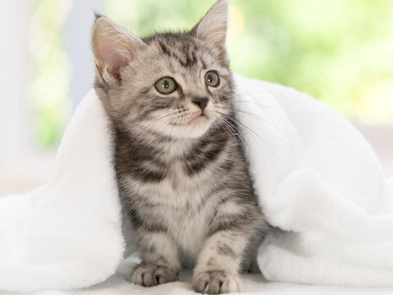 Gray Tabby Kitten — White, Calm