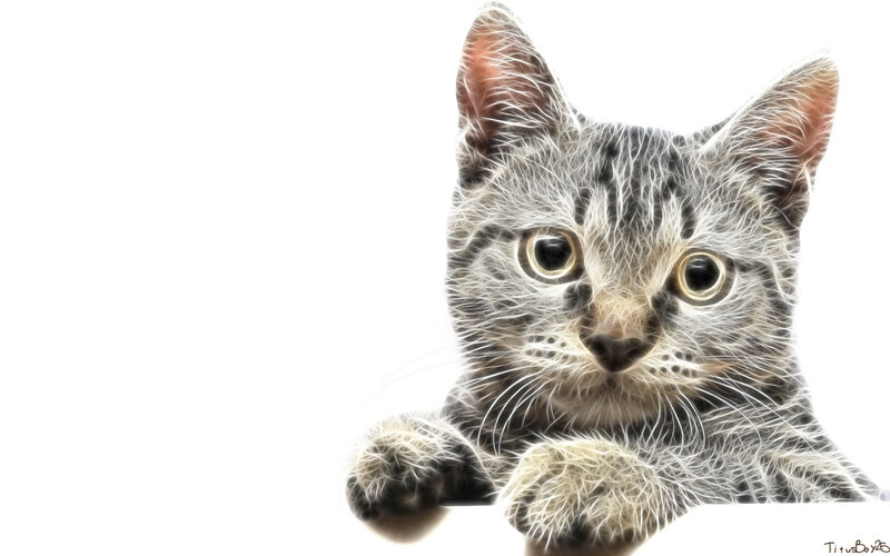 Gray Tabby Kitten — White, Curious