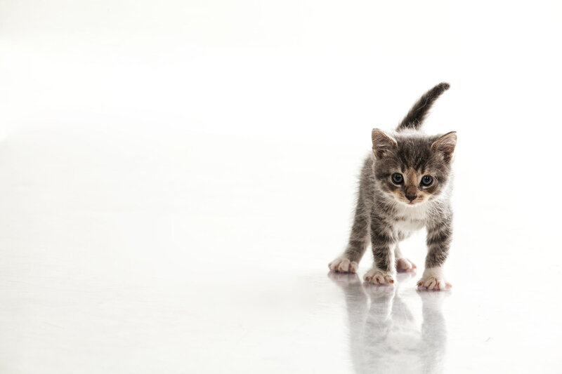 Gray Tabby Kitten — White, Neutral
