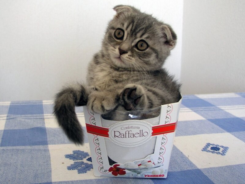Gray Tabby Kitten — White