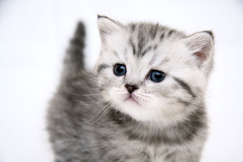 gray tabby kitten with blue eyes