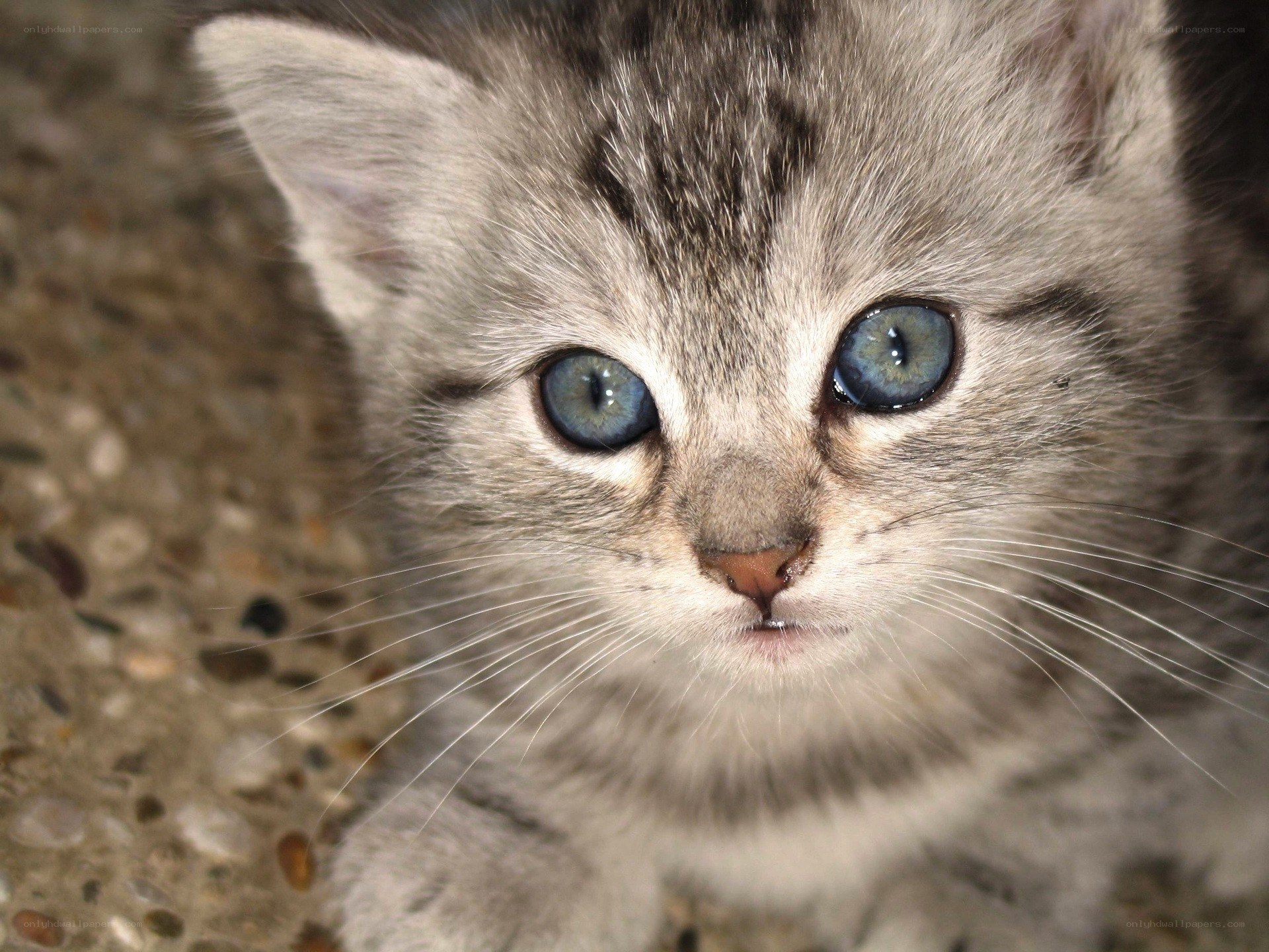 gray tabby kitten with blue eyes