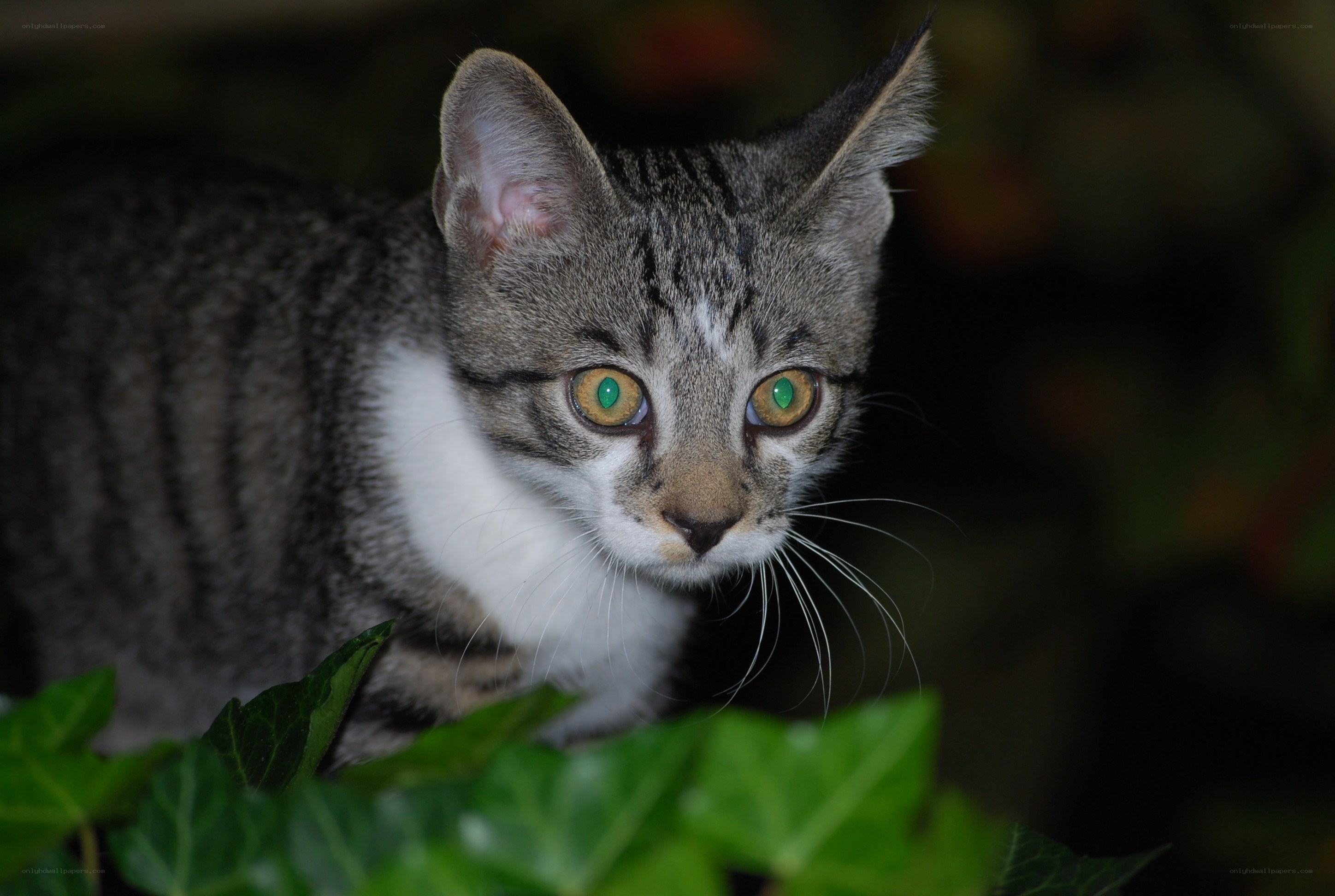 gray tabby kitten with green eyes