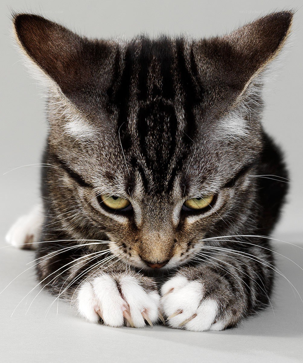 gray tabby kitten with white paws
