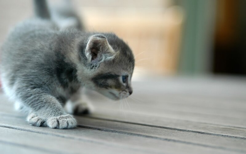 Gray Tabby Kitten — Wooden Surface, Brown