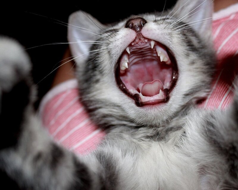 Gray Tabby Kitten Yawning