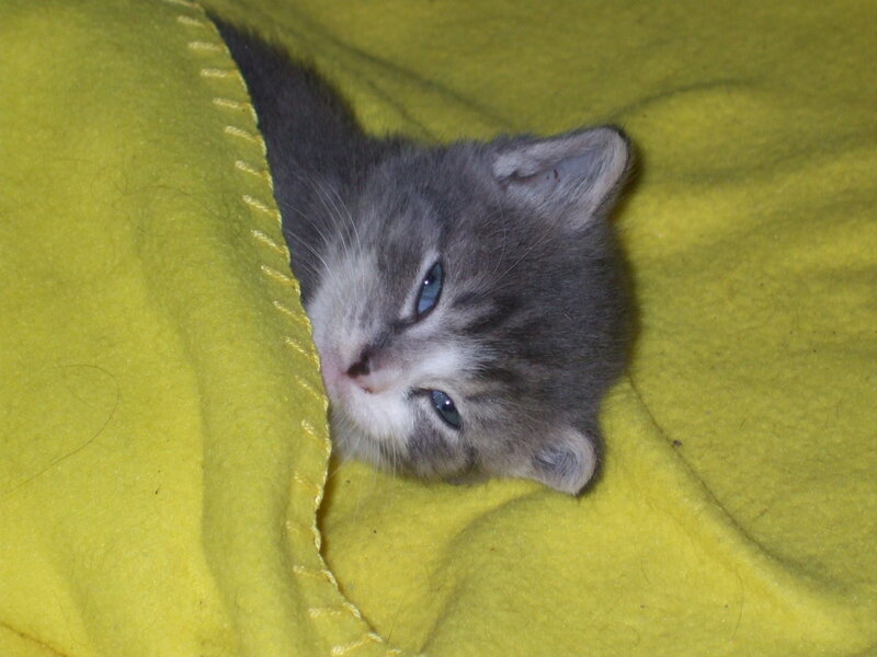 Gray Tabby Kitten — Yellow