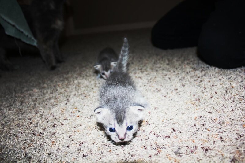 Gray Tabby Kittens